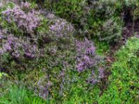 Blühende Besenheide und Gewöhnliche Moosbeeren